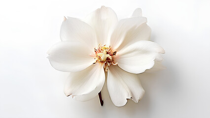 Fototapeta premium Beautiful flowers bring back memories.