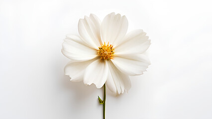Obraz premium Beautiful flowers bring back memories.