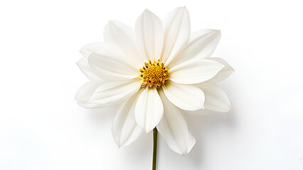 Obraz premium Beautiful flowers bring back memories.