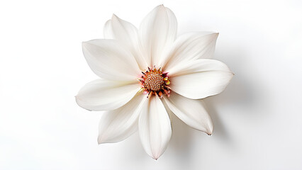 Obraz premium Beautiful flowers bring back memories.