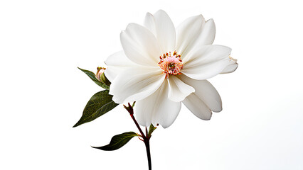 Beautiful flowers bring back memories.