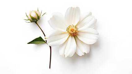 Obraz premium Beautiful flowers bring back memories.