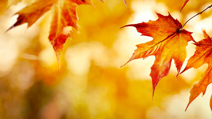 Maple leafs with blurred foreground and background 16:9 with copyspace