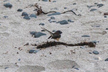 Native fantail bird on the beach in Tawharanui, Matakana, Auckland, New Zealand.