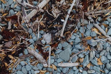 Stones, seaweed and driftwood. Tawharanui, Matakana, Auckland, New Zealand.