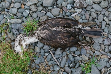 Dead shag seabird decomposing on the shore. Tawharanui, Matakana, Auckland, New Zealand.