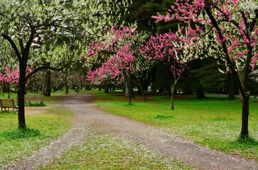 Path with cherry blossoms at Kyoto Imperial Palace in Kyoto, Japan.