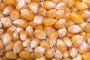 Macro closeup image of popcorn 