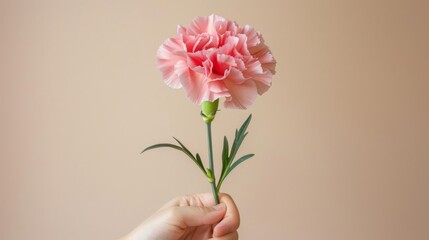The hand holding a flower isolated on the solid blue color background. [The rose] is delicate and colorful. Captured in the style of product photography, close up, studio lighting