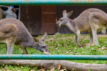 檻の中のカンガルー