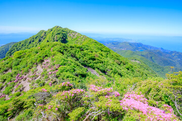 Fototapeta premium 妙見岳とミヤマキリシマ 長崎県雲仙市 Mt. Myokendake and Japanese aquarium. Nagasaki Pref, Unzen City.