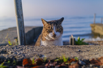 水辺でたたずむ猫