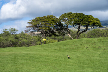 Pacific Golden-Plover walking across the grass on a golf course, a special migratory bird in...
