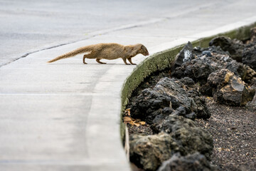 Mongoose peeking out from under a bush and sniffing the grass, an invasive species in Hawaii, Wailea-Makena, Maui
