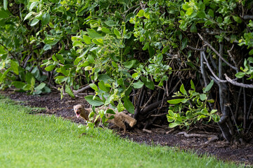 Mongoose peeking out, with ferocious expression, from under a bush, an invasive species in Hawaii, Wailea-Makena, Maui
