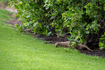 Mongoose peeking out from under a bush and sniffing the grass, an invasive species in Hawaii, Wailea-Makena, Maui
