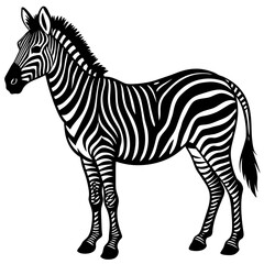 zebra vector illustration