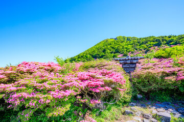 仁田峠のミヤマキリシマ　長崎県雲仙市　Miyamakirishima at Nita Pass. Nagasaki Pref, Unzen City.