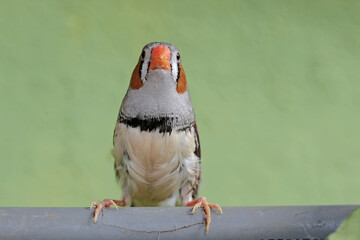 A zebra finch is perched on a pipe. This small, beautifully colored bird has the scientific name Taeniopygia guttata.