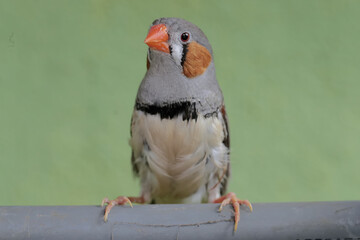 A zebra finch is perched on a pipe. This small, beautifully colored bird has the scientific name Taeniopygia guttata.