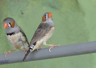 Two zebra finches are perched on a pipe. This small, beautifully colored bird has the scientific name Taeniopygia guttata.