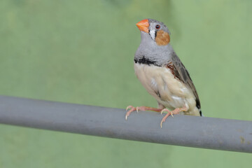 A zebra finch is perched on a pipe. This small, beautifully colored bird has the scientific name Taeniopygia guttata.