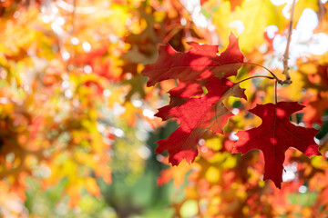 Bright Autumn Leaves