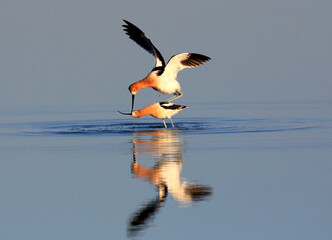 American Avocet in the Pond