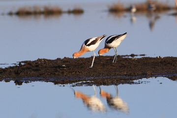 American Avocet Mating in the Pond