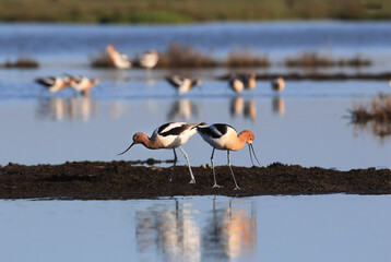 American Avocet in the Pond