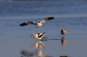 American Avocet in the Pond
