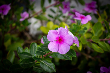 Vinca ou Catharanthus roseus. Flores cor de rosa.