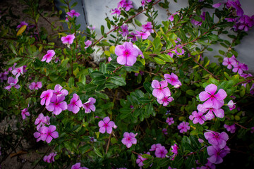 Vinca ou Catharanthus roseus. Flores cor de rosa.