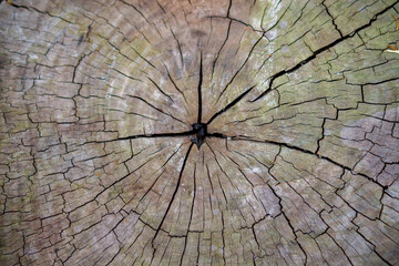 The texture of the wood from the felled tree is starting to mold and crack 