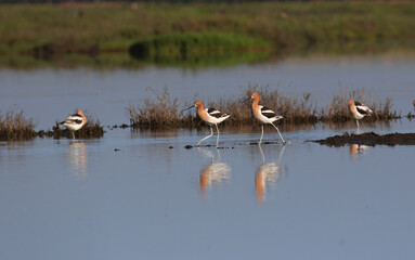 American Avocet in the Pond