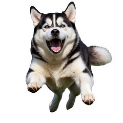 Obraz premium A funny and playful husky or pet dog is playing and jumping and looks happy isolated on transparent background. Little husky dog pretending. Cute and happy crazy dog ​​head smiling on transparent png