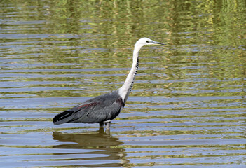 White-necked heron bird standing in a shallow lake of water
