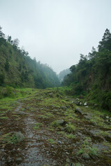 the green landscape in the mountains