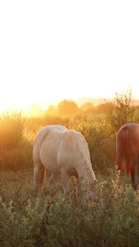 Cavalos em um campo verde com um p&ocirc;r-do-sol de contra luz