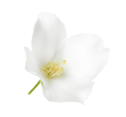 Fototapeta premium Beautiful delicate jasmine flower isolated on white