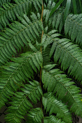 the green fern leaf background