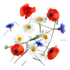 Beautiful meadow flowers falling on white background