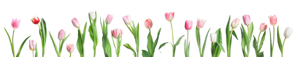 Beautiful pink tulips isolated on white, set