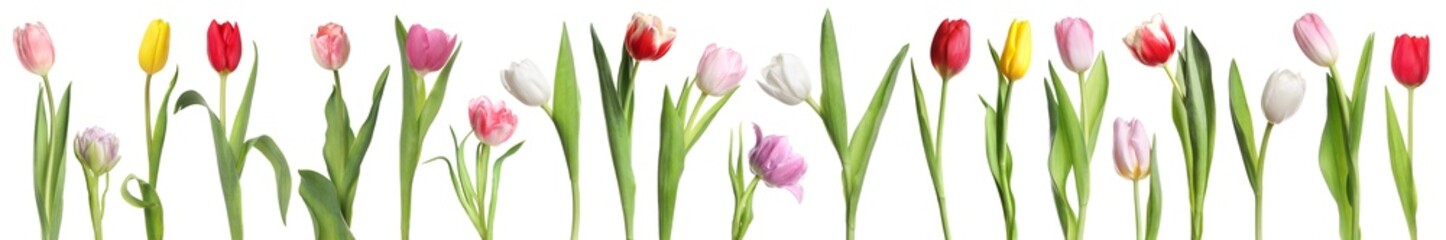 Beautiful colorful tulips isolated on white, set