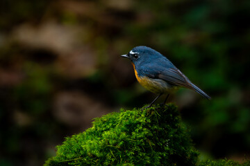 Male snowy-browed flycatcher ficedula hyperythra perching on a mossy stone , natural bokeh background	