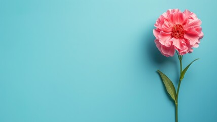 Single pink flower against blue background