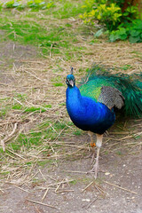 Obraz premium Colorful Peacock