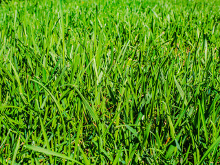 green grass background