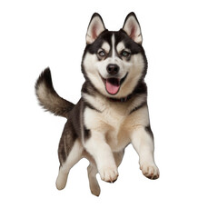 Obraz premium A funny and playful husky or pet dog is playing and jumping and looks happy isolated on transparent background. Little husky dog pretending. Cute and happy crazy dog head smiling on transparent png 