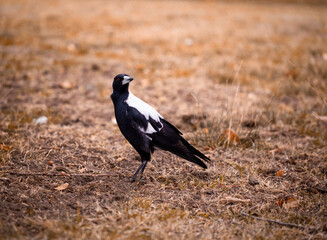 magpie on the ground